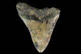 Bargain, Partial Megalodon Tooth - South Carolina #145276-1